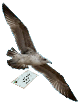 Gull dropping letter